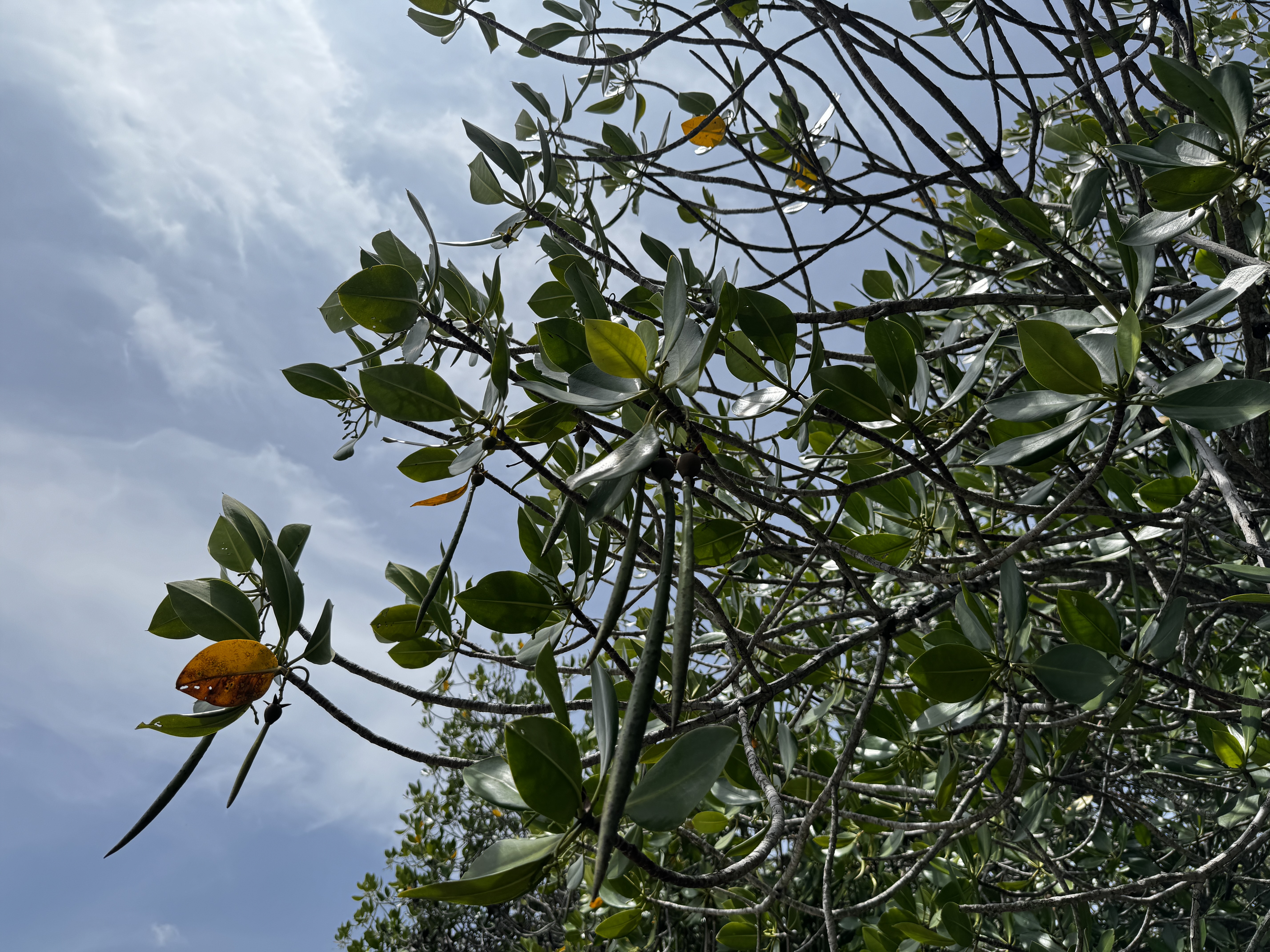 マングローブの芽